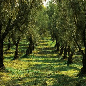 Tło fotograficzne winylowe, ścianka, flat lay, lasy, alejki, widoki 510g - AL003_