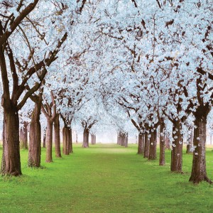 Tło fotograficzne winylowe, ścianka, flat lay, lasy, alejki, widoki 510g - AL004_