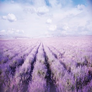 Tło fotograficzne winylowe, ścianka, flat lay, lasy, alejki, widoki 510g - AL005_