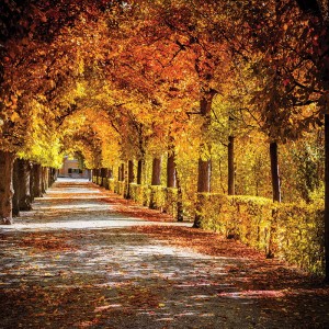 Tło fotograficzne winylowe, ścianka, flat lay, lasy, alejki, widoki 510g - AL009_