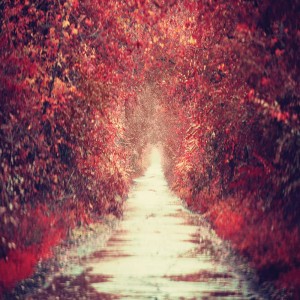 Tło fotograficzne winylowe, ścianka, flat lay, lasy, alejki, widoki 510g - AL010_