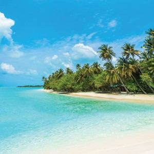 Tło fotograficzne winylowe, ścianka, flat lay, lasy, alejki, widoki 510g - NA003_