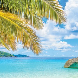 Tło fotograficzne winylowe, ścianka, flat lay, lasy, alejki, widoki 510g - NA004_