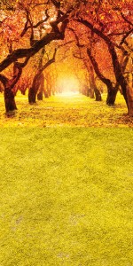 Tło fotograficzne winylowe alejka 510g - JSN002