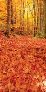 Tło fotograficzne winylowe alejka 510g - JSN003