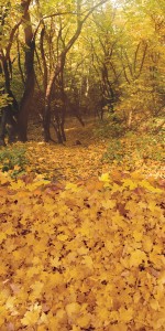 Tło fotograficzne winylowe alejka 510g - JSN005