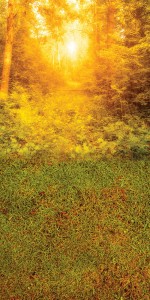 Tło fotograficzne winylowe alejka 510g - JSN006