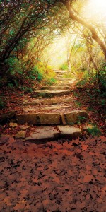 Tło fotograficzne winylowe alejka 510g - JSN007