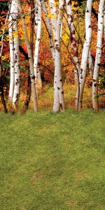 Tło fotograficzne winylowe alejka 510g - JSN011