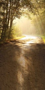 Tło fotograficzne winylowe alejka 510g - JSN012