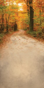 Tło fotograficzne winylowe alejka 510g - JSN013