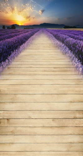 jsn001