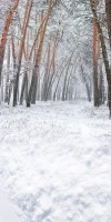Świąteczne tło z zimowym krajobrazem sw037